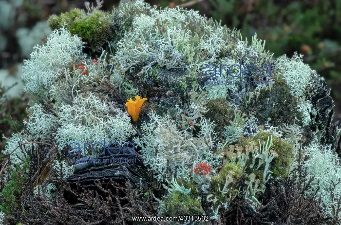 : A fungus, Yellow stagshorn, Calocera viscosa, gr : A fungus, Yellow stagshorn, Calocera viscosa, gr