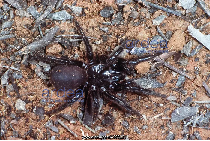 : FUNNEL-WEB SPIDER : FUNNEL-WEB SPIDER