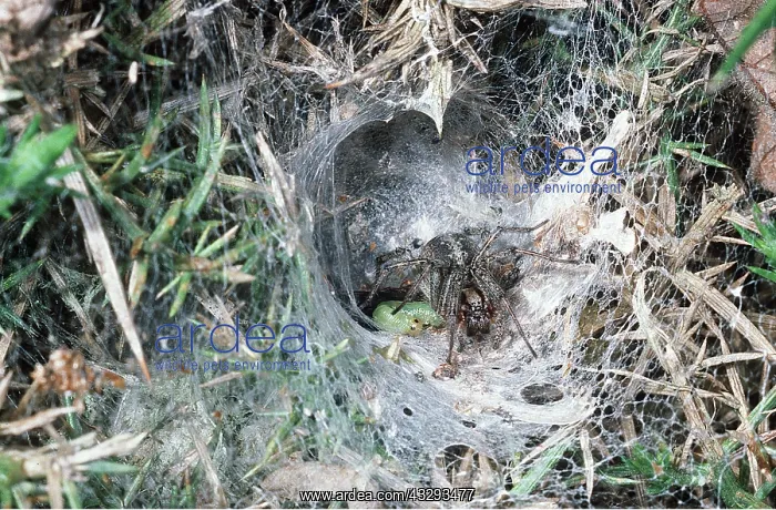 : FUNNEL-WEB SPIDER - with sawfly larvae at web entrance : FUNNEL-WEB SPIDER - with sawfly larvae at web entrance