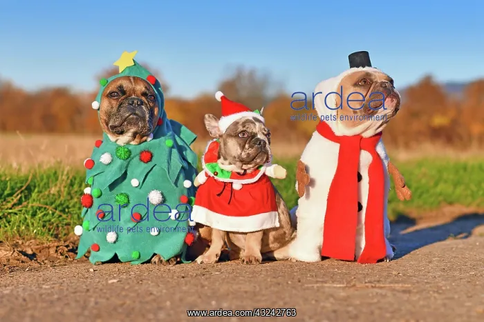 : Funny adult and puppy French Bulldog dogs dressed : Funny adult and puppy French Bulldog dogs dressed