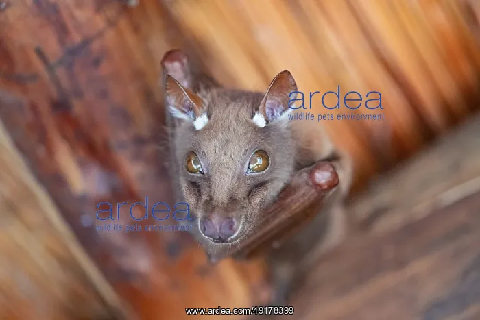  : Funny bat, looks angry, conspiratorial