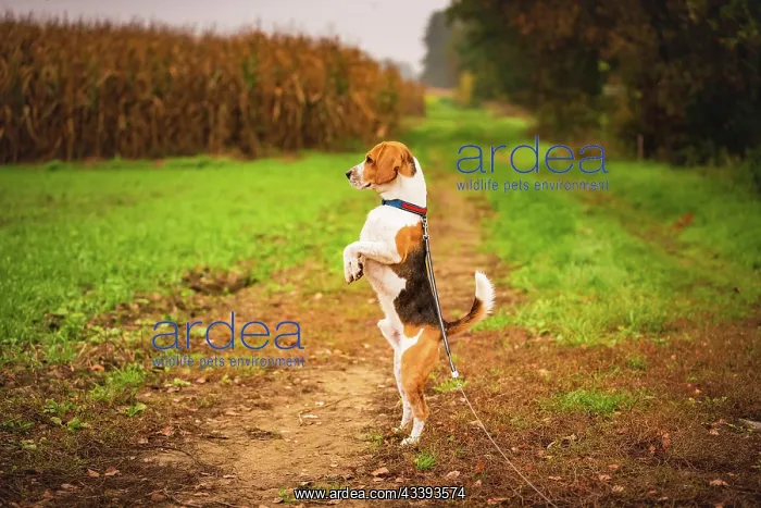  : Funny beagle dog standing on two paws observing