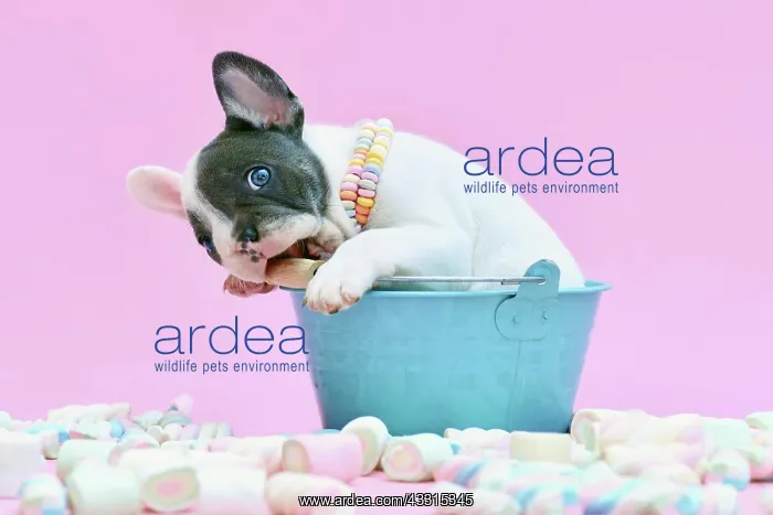 : Funny blue pied French Bulldog dog puppy in bucket : Funny blue pied French Bulldog dog puppy in bucket