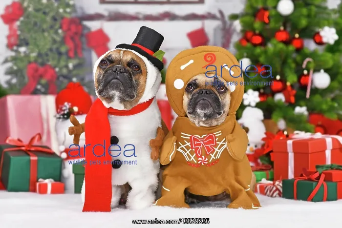 : Funny Christmas dogs. French Bulldogs wearing sn : Funny Christmas dogs. French Bulldogs wearing sn