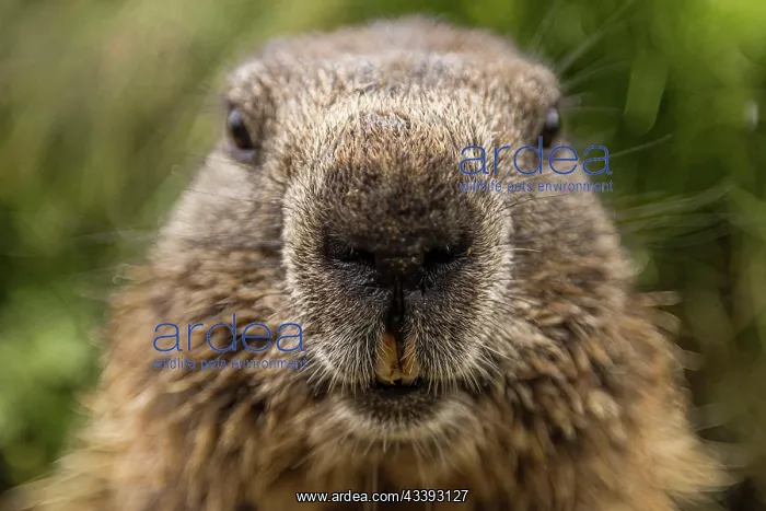 : Funny close-up of the marmot (marmota), taken in : Funny close-up of the marmot (marmota), taken in