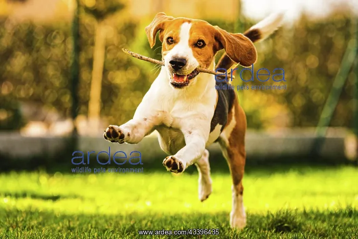 : Funny Dog Beagle with a stick on a green gras during a : Funny Dog Beagle with a stick on a green gras during a