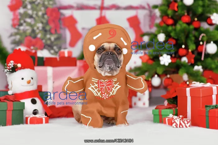 : Funny dog Christmas costume. French Bulldog wearing : Funny dog Christmas costume. French Bulldog wearing