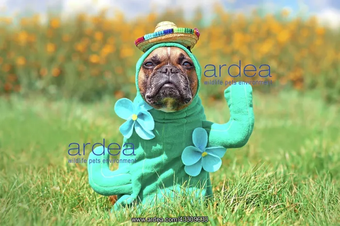 : Funny dog costume. French Bulldog dressed up with : Funny dog costume. French Bulldog dressed up with