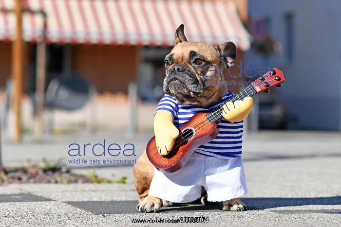  : Funny dog costume on French Bulldog dressed up as