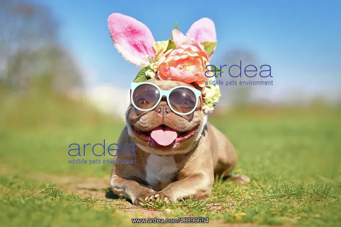 : Funny Easter bunny French Bulldog dog dressed up : Funny Easter bunny French Bulldog dog dressed up