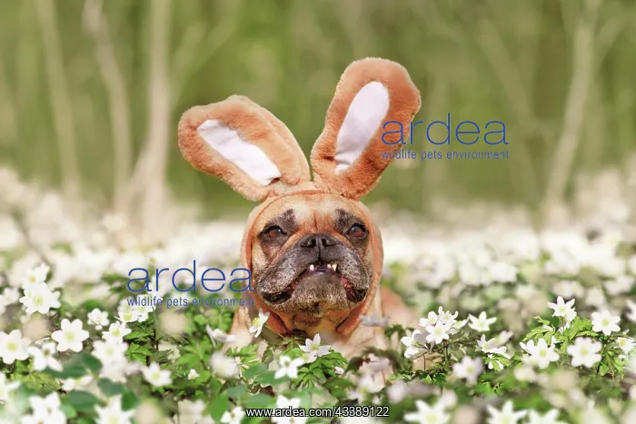 : Funny Easter French Bulldog dog with rabbit costume : Funny Easter French Bulldog dog with rabbit costume