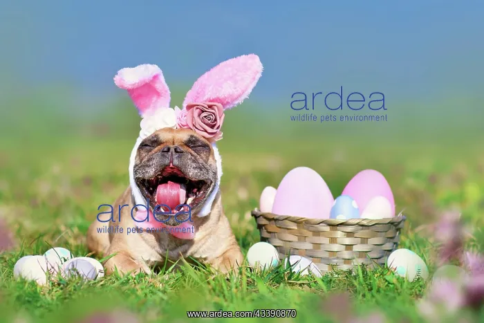 : Funny Easter French Bulldog dog with rabbit costume : Funny Easter French Bulldog dog with rabbit costume