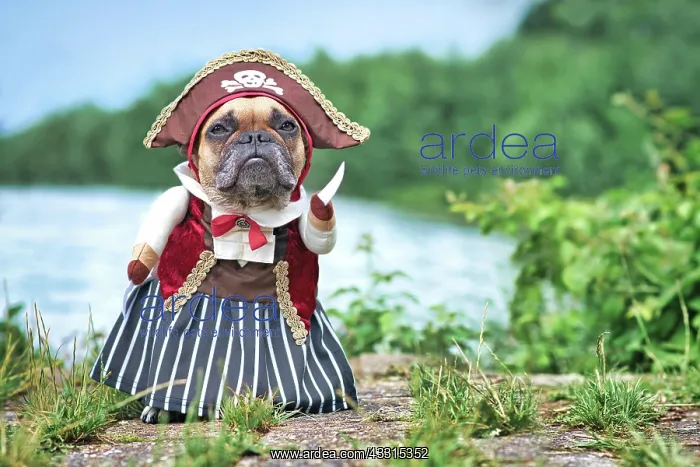 : Funny French Bulldog dog dressed up with pirate : Funny French Bulldog dog dressed up with pirate
