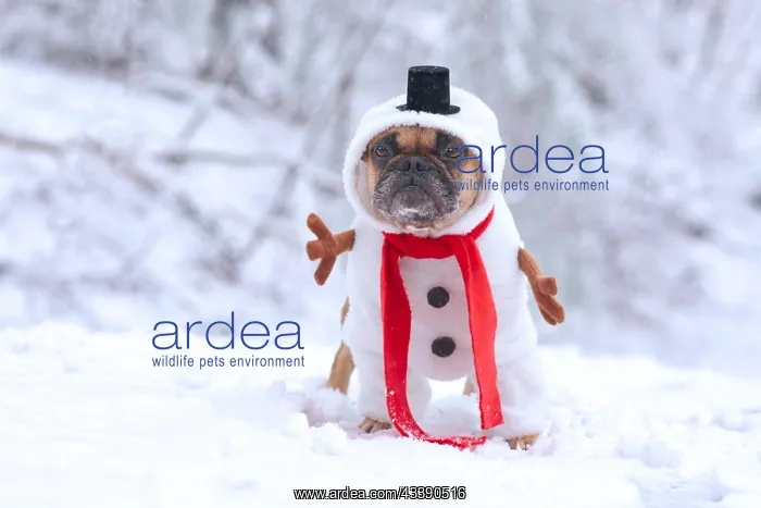 : Funny French Bulldog dog dressed up as snowman with : Funny French Bulldog dog dressed up as snowman with