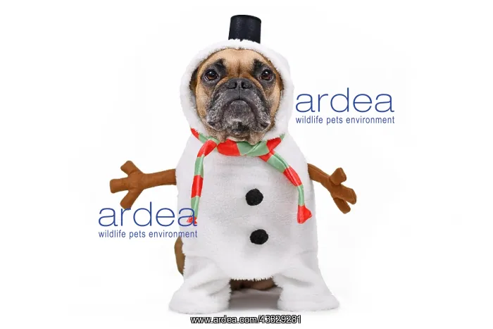 : Funny French Bulldog dog dressed up as snowman w : Funny French Bulldog dog dressed up as snowman w