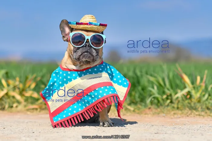 : Funny French Bulldog dog dressed up with sunglasses : Funny French Bulldog dog dressed up with sunglasses