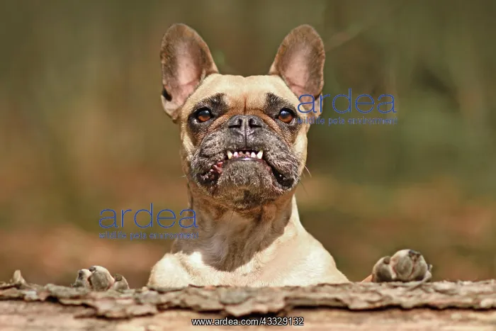 : Funny French Bulldog dog with overbite showing t : Funny French Bulldog dog with overbite showing t