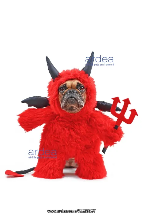 : Funny French Bulldog dog with red devil Hallowee : Funny French Bulldog dog with red devil Hallowee