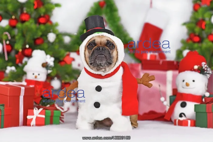 : Funny French Bulldog dog in Snowman costume next : Funny French Bulldog dog in Snowman costume next