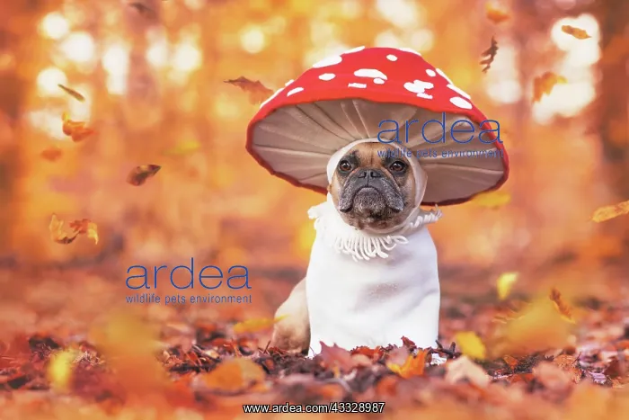 : Funny French Bulldog dog in unique fly agaric mu : Funny French Bulldog dog in unique fly agaric mu