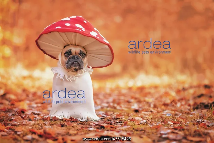 : Funny French Bulldog dog in unique fly agaric mushroom : Funny French Bulldog dog in unique fly agaric mushroom