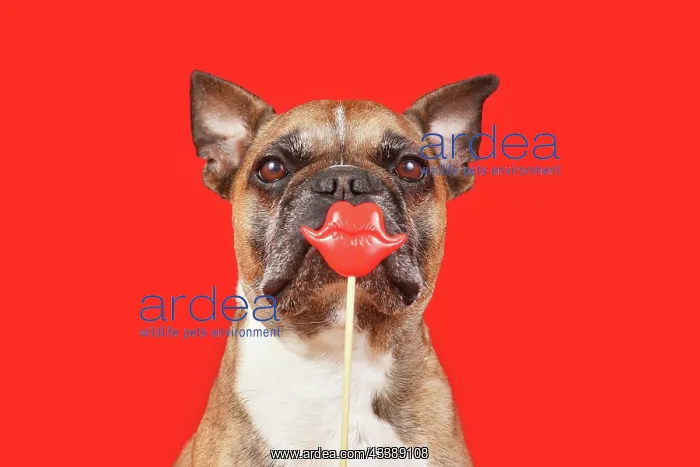 : Funny French Bulldog dog with Valentines Day kiss : Funny French Bulldog dog with Valentines Day kiss