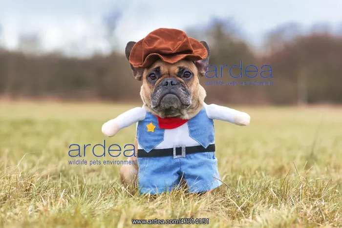 : Funny French Bulldog dog wearing a Carnival or H : Funny French Bulldog dog wearing a Carnival or H