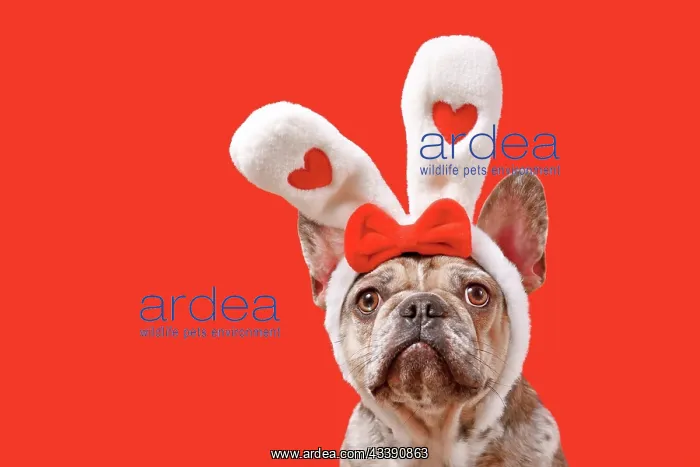 : Funny French Bulldog dog wearing Easter bunny ear : Funny French Bulldog dog wearing Easter bunny ear