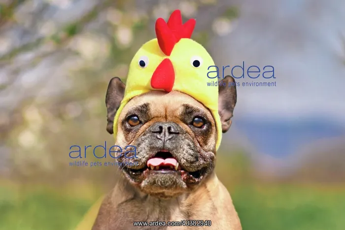 : Funny French Bulldog dog wearing Easter costume chicken hat : Funny French Bulldog dog wearing Easter costume chicken hat