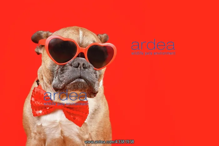 : Funny French Bulldog dog wearing heart shaped Valentine's : Funny French Bulldog dog wearing heart shaped Valentine's