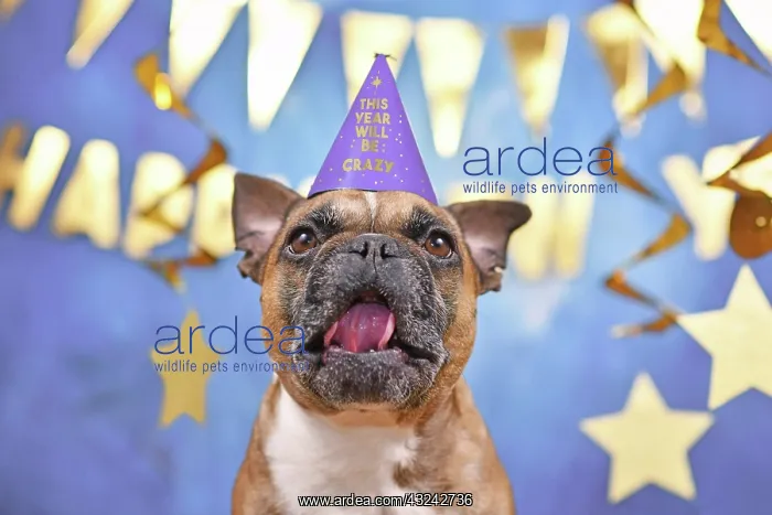 : Funny French Bulldog dog wearing New Year's Eve : Funny French Bulldog dog wearing New Year's Eve