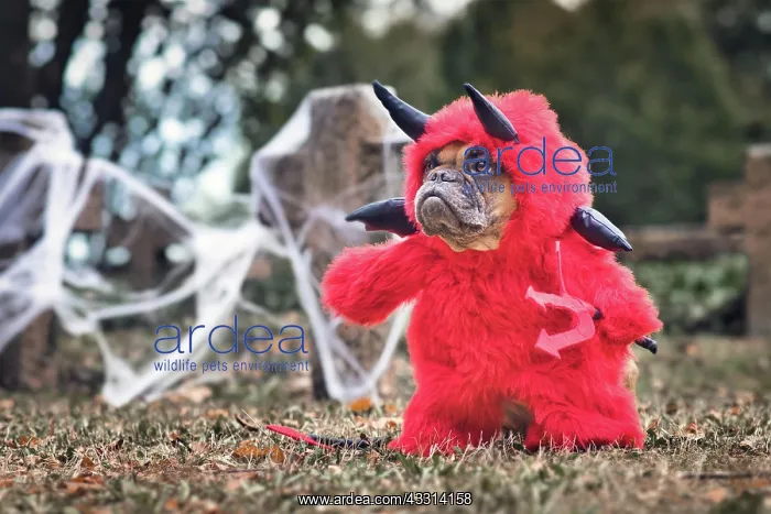 : Funny French Bulldog dog wearing red Halloween d : Funny French Bulldog dog wearing red Halloween d