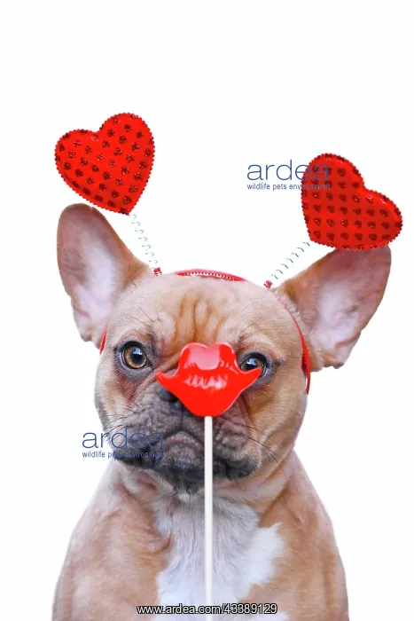 : Funny French Bulldog dog wearing Valentine headband : Funny French Bulldog dog wearing Valentine headband