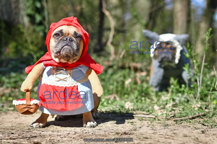 : Funny French Bulldog dogs dressed up with Hallow : Funny French Bulldog dogs dressed up with Hallow