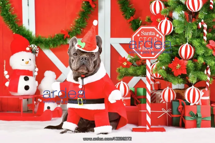 : Funny French Bulldog wearing Santa Claus dog costume : Funny French Bulldog wearing Santa Claus dog costume