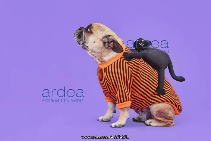 : Funny Halloween dog costume. French Bulldog with : Funny Halloween dog costume. French Bulldog with