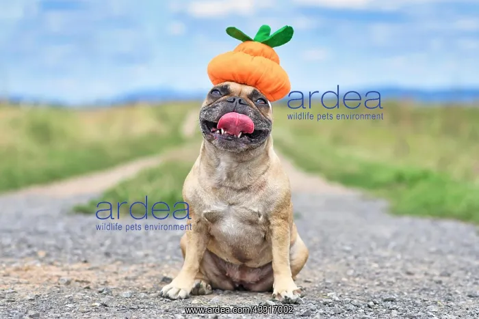 : Funny happy French Bulldog dog dresses up with Halloween : Funny happy French Bulldog dog dresses up with Halloween