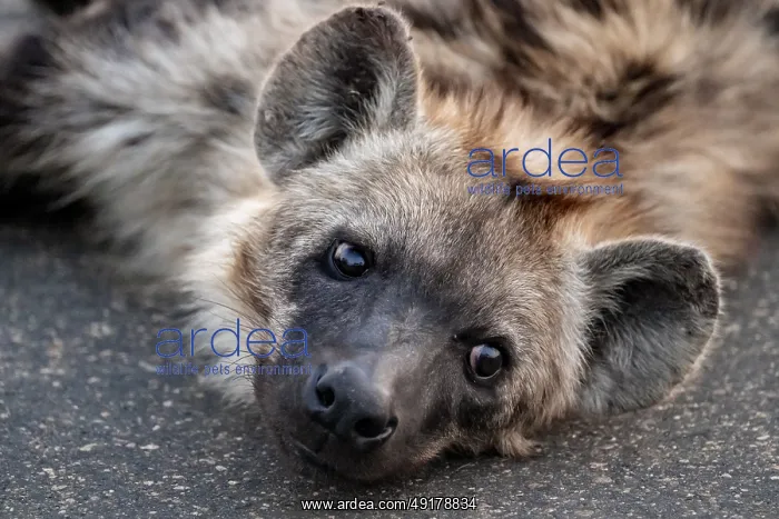 : Funny, Hyena looks nice and lies tired on a road : Funny, Hyena looks nice and lies tired on a road