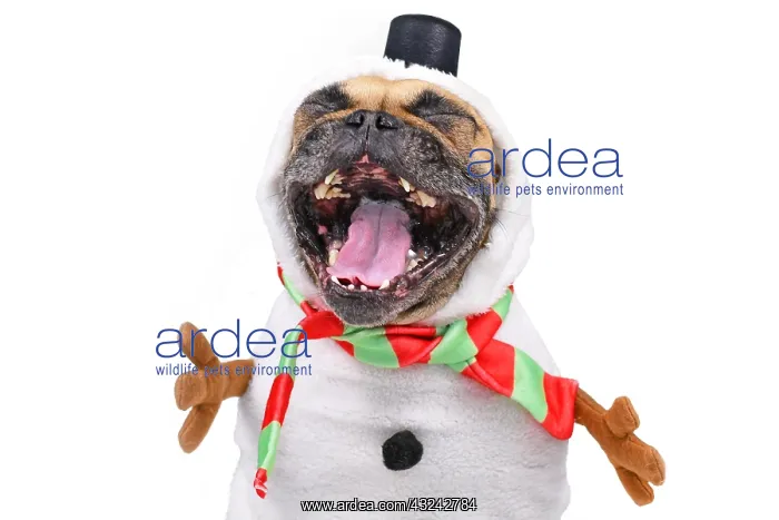 : Funny laughing French Bulldog dog dressed up as : Funny laughing French Bulldog dog dressed up as