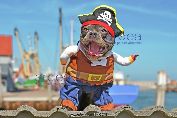 : Funny laughing French Bulldog dog dressed up in : Funny laughing French Bulldog dog dressed up in