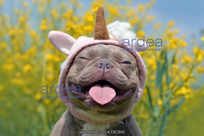 : Funny lilac brindle colored French Bulldog dog with : Funny lilac brindle colored French Bulldog dog with