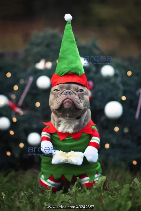 : Funny lilac colored French Bulldog dog with not : Funny lilac colored French Bulldog dog with not