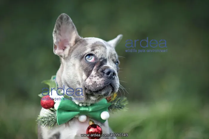 : Funny merle colored French Bulldog dog puppy wearing : Funny merle colored French Bulldog dog puppy wearing