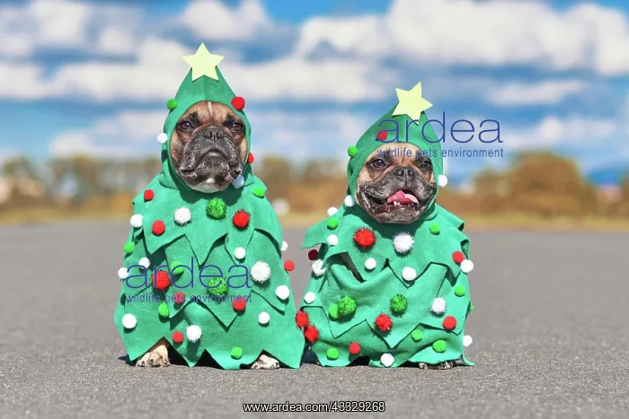 : Funny pair of French Bulldog dogs wearing festiv : Funny pair of French Bulldog dogs wearing festiv