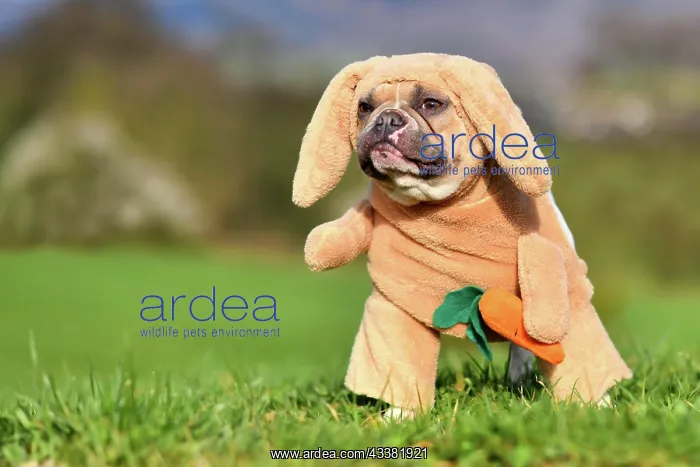 : Funny red pied French Bulldog dog dressed up as : Funny red pied French Bulldog dog dressed up as