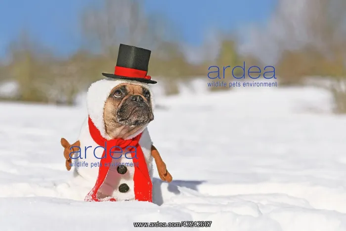 : Funny snowman dog. French Bulldog dressed up with : Funny snowman dog. French Bulldog dressed up with
