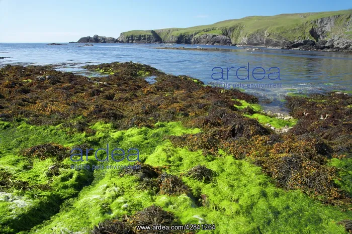 : Funzie Bay - seaweed at low tide : Funzie Bay - seaweed at low tide