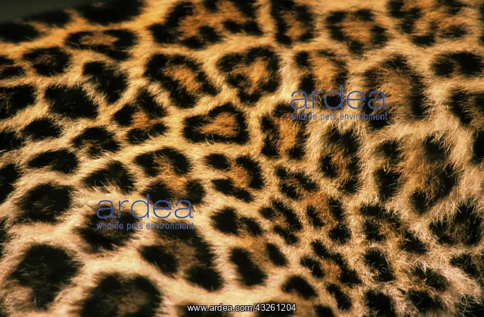 : Fur detail of asian leopard, or panthera : Fur detail of asian leopard, or panthera