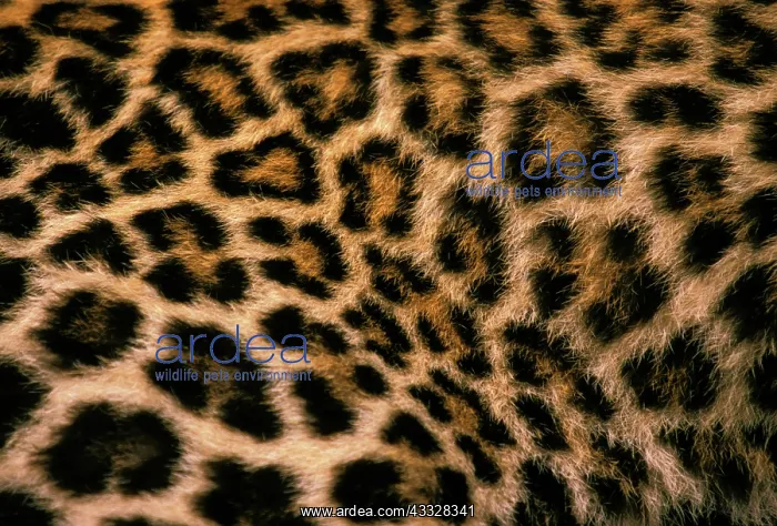 : Fur detail of asian leopard, or panthera : Fur detail of asian leopard, or panthera