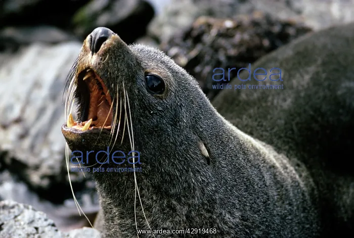 : Fur Seal - adult : Fur Seal - adult